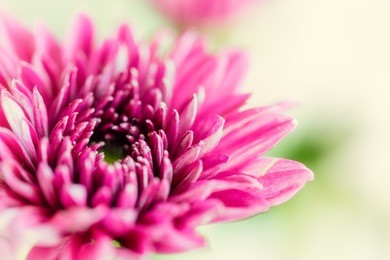 close up background of purple chrysanthemum flower, macro on green bacckground
