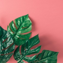 tropical palm leaves on pink background. minimal nature summer concept. flat lay.