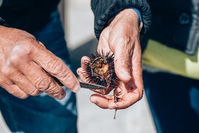 fresh sea urchins from south of italy, puglia region