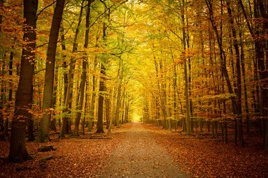 pathway in the autumn forest