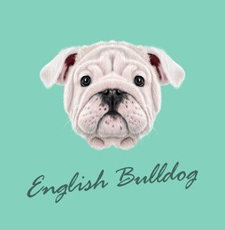 vector illustrated portrait of english bulldog puppy. cute fluffy white face of domestic dog on blue background.