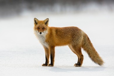 red fox in winter, japan.