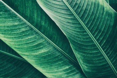 tropical leaves texture background