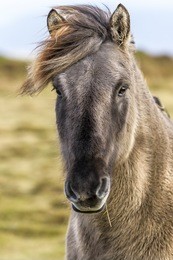 icelandic horses. the icelandic horse is a breed of horse developed in iceland.