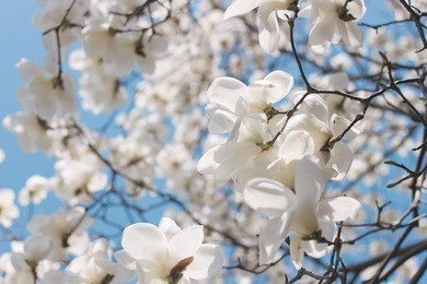 magnolia blossom, natural