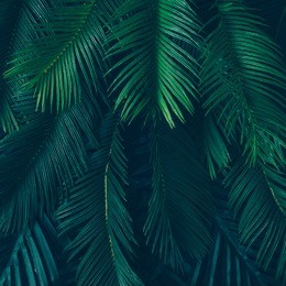 creative nature layout made of tropical leaves and flowers. flat lay. summer concept.