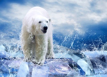 white polar bear hunter on the ice in water drops.