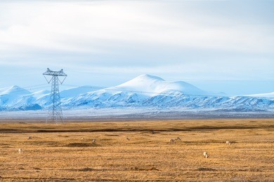 snow mountains landscape with the tibetan antelope on cold steppe in tibet plateau