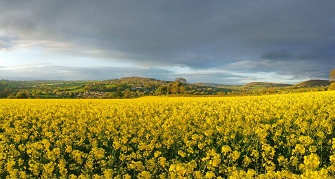 late evening light over a field of oil seed rape looking towards the cotswold escarpment and the villages of edge, painswick and jacks green, the cotswolds, gloucestershire, england, uk