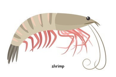 shrimp -  sea animal
