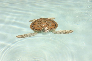 baby sea turtle swims alone in xcaret mexico