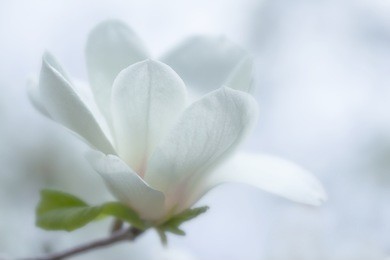 white magnolia flower on a branch against the sky. shallow depth of field