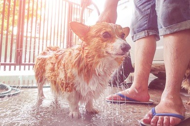 corgi dog taking a shower with soap and water.dog bathing outdoor at home is happy while takes a bath in a hot summer day