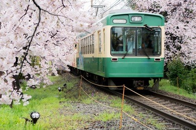 view of kyoto local train traveling on rail tracks with flourishing cherry blossoms along the railway in kyoto, japan.