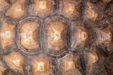 texture of turtle carapace.