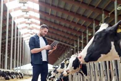 agriculture industry, farming, people, technology and animal husbandry concept - young man or farmer with tablet pc computer and cows in cowshed on dairy farm