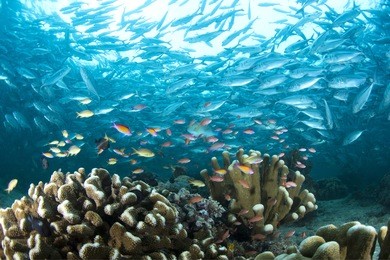 underwater world of sipadan island . marine life have a colourful with school of trevallies .sipadan island ,malaysia
