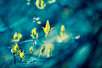 natural blured jasmine leaves of tree background. spring or summer leaves of tree forest or garden, foliage bokeh. blue green vintage color