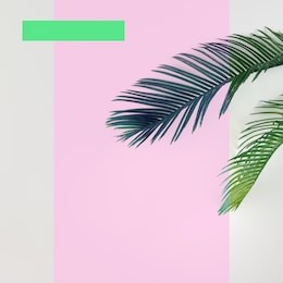 tropical palm leaves on bright background. summer minimal concept. flat lay.