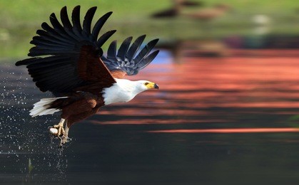 african fish eagle