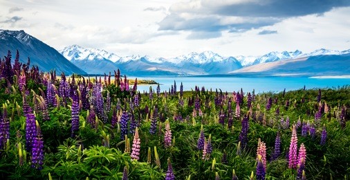 the flowering lupins at lake tekapo