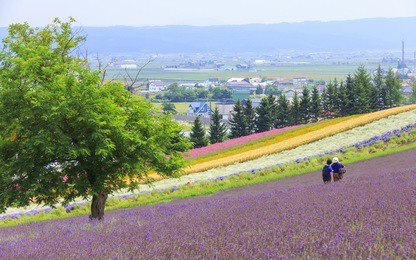 lavender and colorful flower fields at tomita farm, famous tourist attraction of furano, hokkaido, japan.