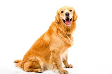 white background shot golden dog