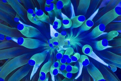 this is a macro of a branching torch coral, euphyllia glabrescens.