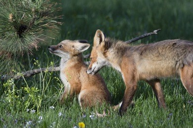 baby fox and mother fox