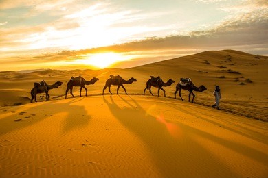 camels sunset