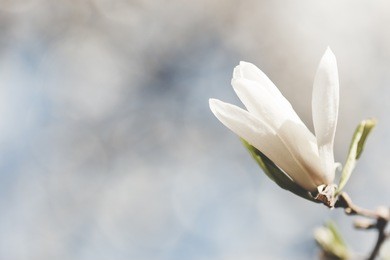 beautiful white magnolia flower in early spring, selective focus