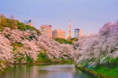 chidorigafuchi park with full bloom sakura in tokyo, japan.