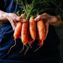 organic fresh harvested vegetables. farmer's hands holding fresh carrots, closeup. square crop.