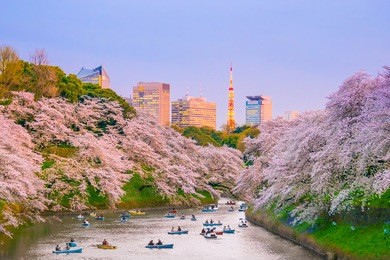chidorigafuchi park with full bloom sakura in tokyo, japan.