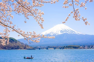 mt.fuji in kawaguchiko lake,kawaguchiko lake of japan,mount fuji, kawaguchi lake, japan,with,spring cherry blossoms, pink flowers,cherry blossoms or sakura and mountain fuji at the river in morning