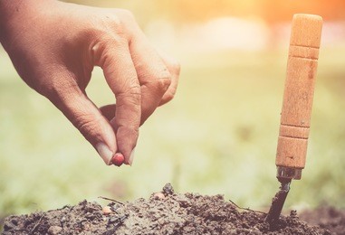 hand planting a seed in soil