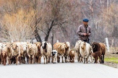 a shepherd in the narat grassland resort of yili of xinjiang, china.