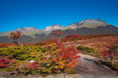 gorgeous landscape of patagonia's tierra del fuego national park in autumn, argentina