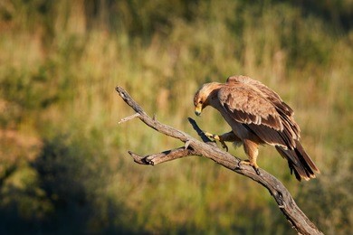 close up bird of prey, tawny eagle, aquila rapax, large raptor from kalahari desert, walking on branch against colorful, dry savanna in background. wildlife photography, kgalagadi park, botswana.  