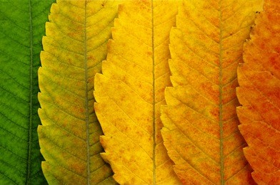 close up of autumn leaves