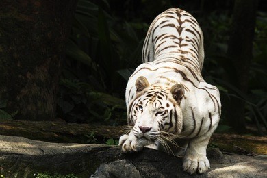 white tiger