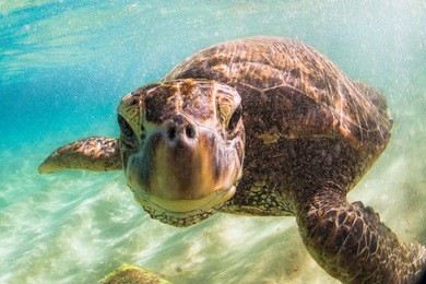 endangered hawaiian green sea turtle
