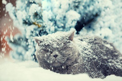 cat siting in snow during blizzard near fir tree in winter. cat covered with snow