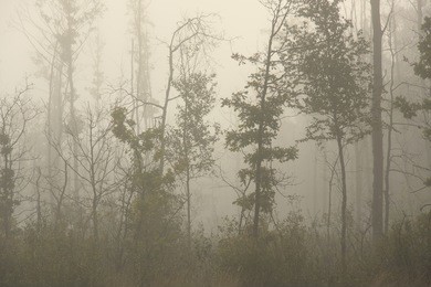 swamp in fog at the sunrise