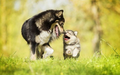 happy dog family which fears neither woe nor trouble and will be together until the very end