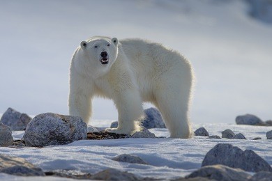 polar bear (ursus maritimus),