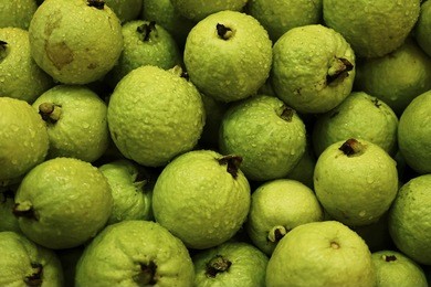 green guava or pink guava stacking on the shop. stacking of guava on the fresh market . photo for background fruit on scree