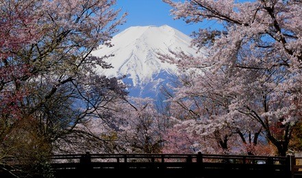 cherry blossoms and mt. fuji seen from river bridge"shinnasyougawa" oshino village