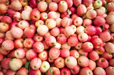 lots of fresh ripe apples with dew drops
