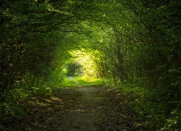 green forest tunnel